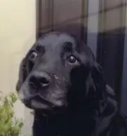 ゲゲヨ