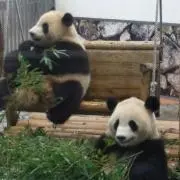 パンダ