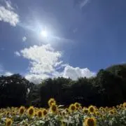 edamameの画像