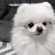 ゆりの画像