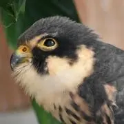 piyo