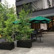 スモモ