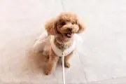 ウッチーの画像