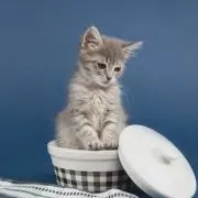 ayaの画像