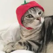 しましまの画像