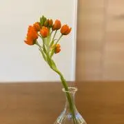 ｓｕｉ⭐︎⭐︎SALE⭐︎⭐︎の画像