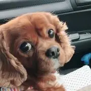 ルビ男