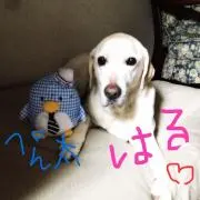 はるの画像