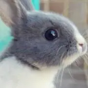 ピョン吉の画像