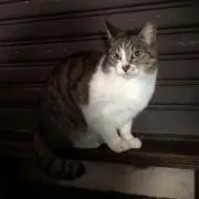 あーり