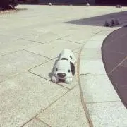st-dog
