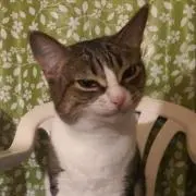 ショコラの画像