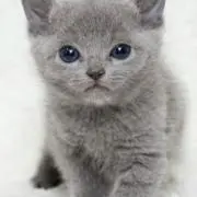 とぴこ
