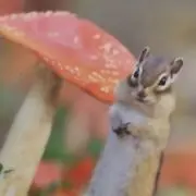 たまねぎん