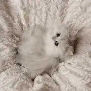 ミ