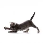 Tantanの画像