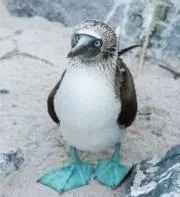 ponの画像