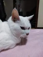 tetsu shin　即購入OKの画像
