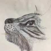 リンの画像