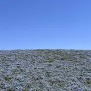 アメの画像
