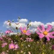 まるこ