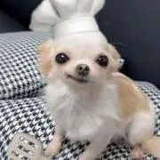 momoの画像