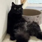 Marco（無言ok）の画像