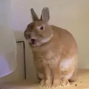 Ponko2の画像