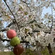 サスケ