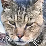 登