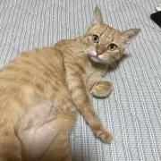 ニヤの画像