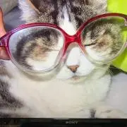 annycat mamaの画像