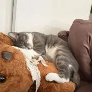 ミーちゃん
