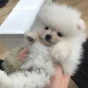 ポメ子の画像