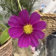 N.Aの画像