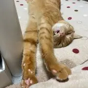 ぽんた