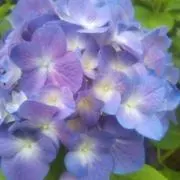 みかづき