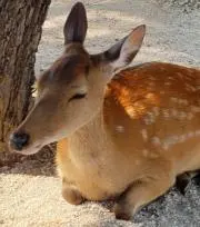 すばめ