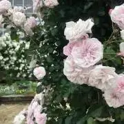 白猫(プロフ確認お願いします)の画像