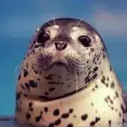 ごまふの画像