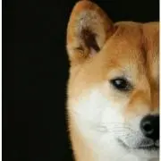 デス☆キャメルの画像