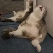 めぐみるく