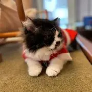 たこさん