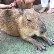 こっさんの画像