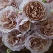 Image of もも