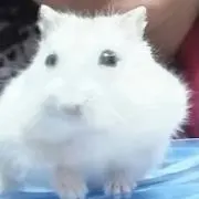 もこ＆チョコ太