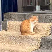 まるの画像