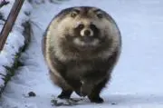 pompomの画像