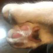 がちゃこの画像