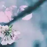 桜@プロフお読み下さい
